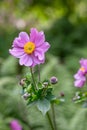 Japanese anemone Eriocapitella hupehensis splendens, purple flower Royalty Free Stock Photo