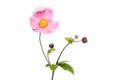 Japanese anemone flower and foliage Royalty Free Stock Photo