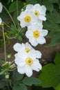 Japanese Anemone flowers Honrine Jobert