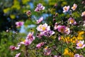 Japanese anemone flowers in summer