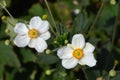 Japanese anemone Honorine Jobert Royalty Free Stock Photo