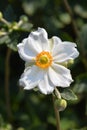 Japanese anemone Honorine Jobert