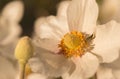 Japanese Anemone hupehensis Royalty Free Stock Photo