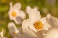 Japanese Anemone hupehensis Royalty Free Stock Photo