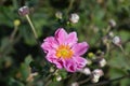 Japanese anemone Koenigin Charlotte