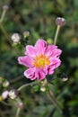 Japanese anemone Koenigin Charlotte