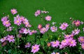 Japanese Anemone are outstanding plants for the late summer and fall garden. The branching stems of poppy-like flowers are superb 