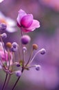 Japanese anemone pink flower