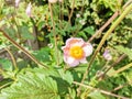Japanese anemone pink flowers growing in summer garden