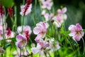 Pretty anemone and red bistort flowers, with a shallow depth of field