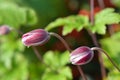 Japanese anemone Splendens Royalty Free Stock Photo