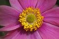 Japanese Anemone in summer, Japanese Windflower