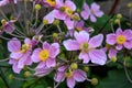 Japanese anemone tomentosa in the garden