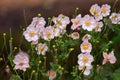 Japanese Anemone Windflower flowers in pink with yellow stamen