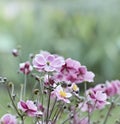 Japanese Anemone (windflower)