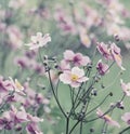 Japanese Anemone windflower. Spring Flowers