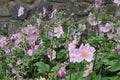 Japanese Anemones by stone wall