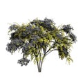 Japanese Angelica Fall Tree Front view isolated on a white background