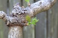 Japanese angelica-tree