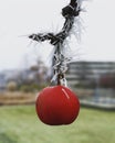 Japanese apple with spikes of ice