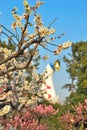 Japanese apricot Royalty Free Stock Photo