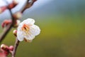 Japanese apricot Royalty Free Stock Photo