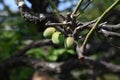 Japanese apricot fruits Royalty Free Stock Photo