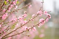 Japanese apricot pink flowers