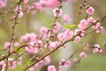 Japanese apricot pink flowers