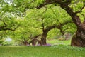 Japanese apricot tree Royalty Free Stock Photo