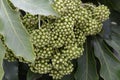 Japanese Aralia fruits