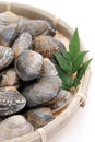 Japanese asari clams in a bamboo basket