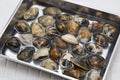 Japanese asari clams from Kajishima