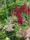 Japanese astilbe, Astilbe japonica, of family Saxifragaceae Royalty Free Stock Photo