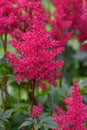 Japanese Astilbe japonica Montgomery, plume with dark magenta-red flowers