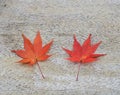 Japanese Red Maple Leaf on wood background Royalty Free Stock Photo