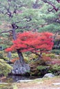Japanese autumn garden