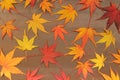 Japanese autumn maple leaf on brown wood background Royalty Free Stock Photo