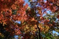 Japanese autumn red maple leaf abstract on green forest and blue sky background, natural image Royalty Free Stock Photo