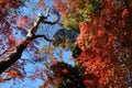 Japanese autumn red maple leaf abstract on green forest and blue sky background, natural image Royalty Free Stock Photo