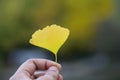 Japanese Autumn Yellow Ginkgo leaf Royalty Free Stock Photo