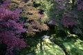 Japanese autumn zen garden in Kyoto