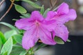 Japanese azalea purple flower blooming close-up. Beautiful bud of blossom. Royalty Free Stock Photo