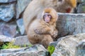 A Japanese baby snow monkey or Macaque with hot spring On-sen in Jigokudani Monkey Park, Shimotakai District, Nagano , Japan. Royalty Free Stock Photo