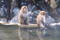 A Japanese baby snow monkey or Macaque with hot spring On-sen in Jigokudani Monkey Park, Shimotakai District, Nagano , Japan. Royalty Free Stock Photo