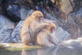 A Japanese baby snow monkey or Macaque with hot spring On-sen in Jigokudani Monkey Park, Shimotakai District, Nagano , Japan. Royalty Free Stock Photo