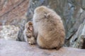 A Japanese baby snow monkey or Macaque with hot spring On-sen in Jigokudani Monkey Park, Shimotakai District, Nagano , Japan. Royalty Free Stock Photo