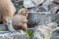 A Japanese baby snow monkey or Macaque with hot spring On-sen in Jigokudani Monkey Park, Shimotakai District, Nagano , Japan. Royalty Free Stock Photo