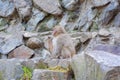 A Japanese baby snow monkey or Macaque with hot spring On-sen in Jigokudani Monkey Park, Shimotakai District, Nagano , Japan. Royalty Free Stock Photo