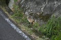 The Japanese badger (Meles anakuma) is a carnivorous species of the Mustelidae family. Royalty Free Stock Photo